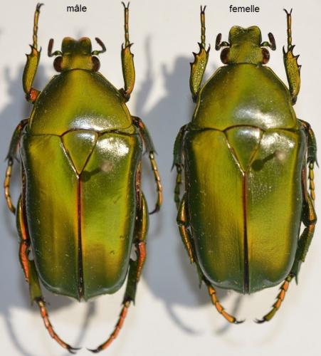 Caelorrhina superba